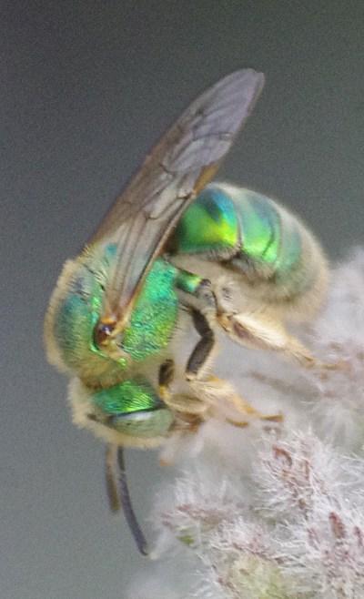 Green Sweat Bee, Agapostemon - grid24_12