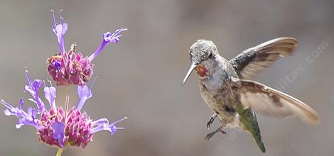 This cute young male Anna Hummingbird was distracted by too many flowers on Celestial Blue. - grid24_12