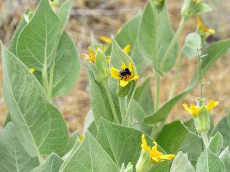 Southern Mule ears with Bumblebee. - grid24_12
