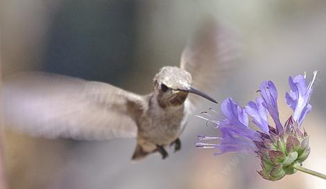 This young Anna Hummingbird was working every flower of the Salvia Winifred Gilman - grid24_12