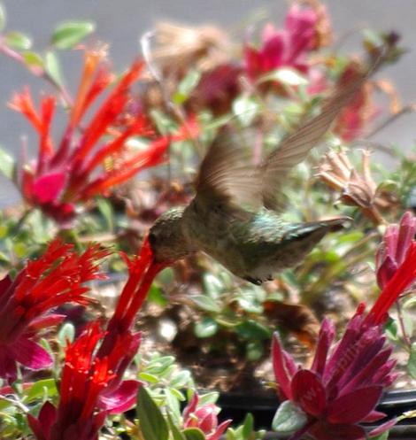 This little Hummingbird is working the Red Monardella at very low altitude. - grid24_12