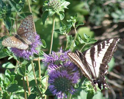 Here a fritillary, and a pale swallowtail, that are sharing a plant of Monardella subglabra, Mint Bush, a fragrant subshrub. - grid24_12