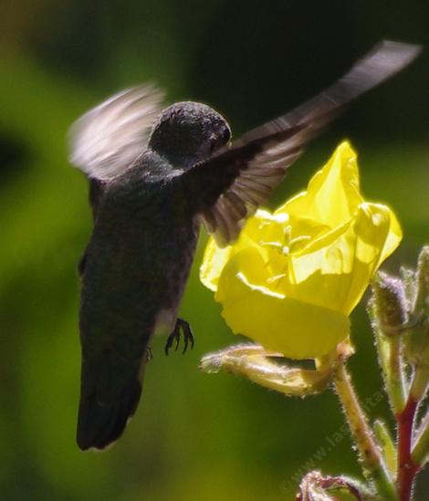 The hummingbirds were really working the Evening Primrose flowers in the heat of summer. - grid24_12