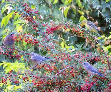Three Western Bluebirds, and a female Western Tanager enjoying breakfast in a Mahonia nevinii. This Barberry is very slow, but the wildlife will show up as soon as the first flower or berry shows up in the garden. - grid24_12