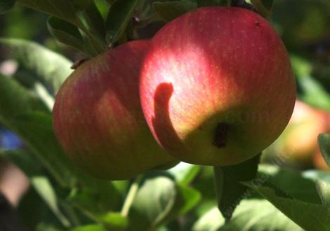 This is the apple we call the Bert apple because we have no idea what it is. - grid24_12