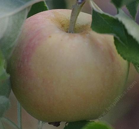 Jonagold Apple was developed in New York state, and is a cross of the Jonathan and Golden Delicious apple varieties. - grid24_12