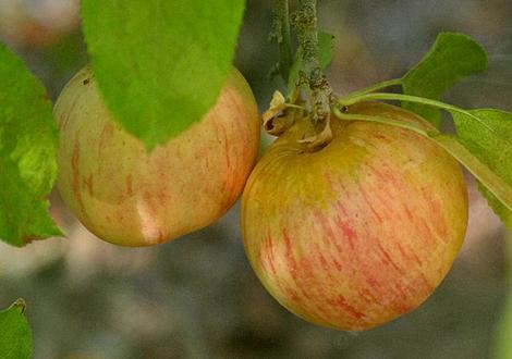 The Gala apple was developed in 1934 in New Zealand. - grid24_12