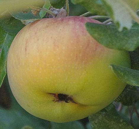 The Black Twig apple was found in Tennessee. - grid24_12