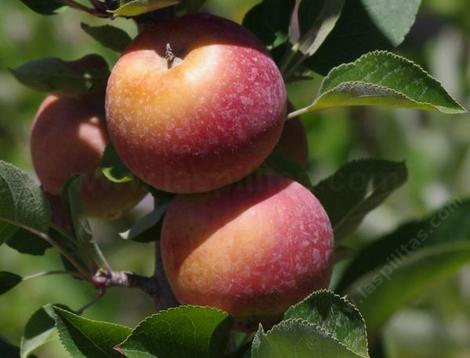 Splendour apple originated in New Zealand. - grid24_12