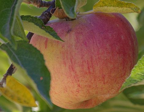 Stayman Winesap apple may be a seedling of the original Winesap variety. - grid24_12