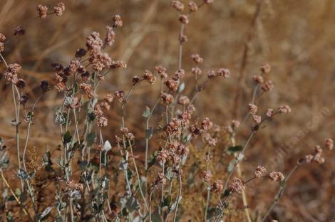 Ash leaf buckwheat with the pink flowers turning rust in fall - grid24_12
