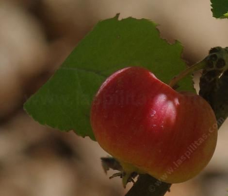 The Wickson apple was developed in California by the apple breeder Albert Etter during the Great Depression.  - grid24_12