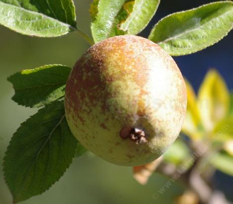 Hudson's Golden Gem is a highly russeted apple, which originated in Oregon in the late 1920's.  - grid24_12