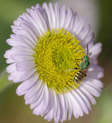 This green Sweat Bee is beautiful against the lavender of Seaside daisy - grid24_12