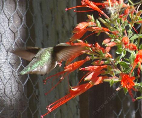 Anna Hummingbird on a Zauschneria latifolia johnstonii, California fuchsia  - grid24_12