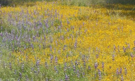 Field lupines and Goldfieilds are common wildflowers in the central oak woodland. These little annuals act to hold the system together until the shrubs and trees can file in. They are the first level of section. - grid24_12