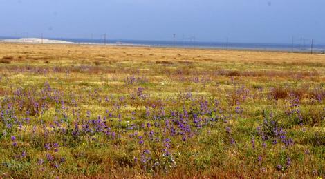 This wildflower show was surprising as this strip of Hwy. 58 west of Buttonwillow was usually dead. One of the Hazardous material dumps is in the background. - grid24_12
