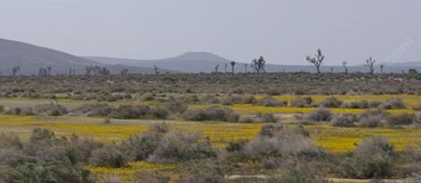 There are still a few wildflowers left around Mojave, but most have been replaced with weedy grasses. - grid24_12