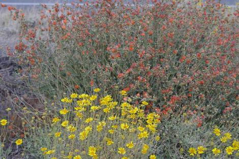 This clump of Encelia actonii and Desert mallow were growing alongside a road near Barstow making a spot show of wildflowers. - grid24_12