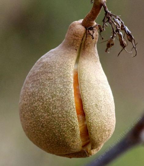 The nut of the buckeye forms in a thin  paper like wrapper that splits when ripe. Dropping the seed to the ground.in winter, the storms cover it and it sprouts in January or so. - grid24_12