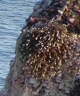 Eriogonum parvifolium, Cliff Buckwheat in Shell Beach. - grid24_12