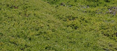 An old  unwatered  groundcover of Baccharis pilularis pilularis, Pigeon Point - grid24_12