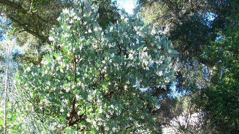 This form of Arctostaphylos glauca we called Margarita pearl because of the large flowers. - grid24_12