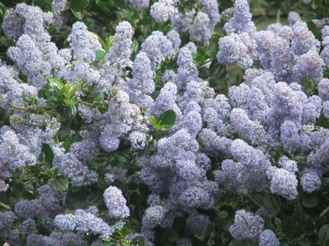 Ceanothus Remote Blue has a lot of blue flowers on green glossy foliage. - grid24_12