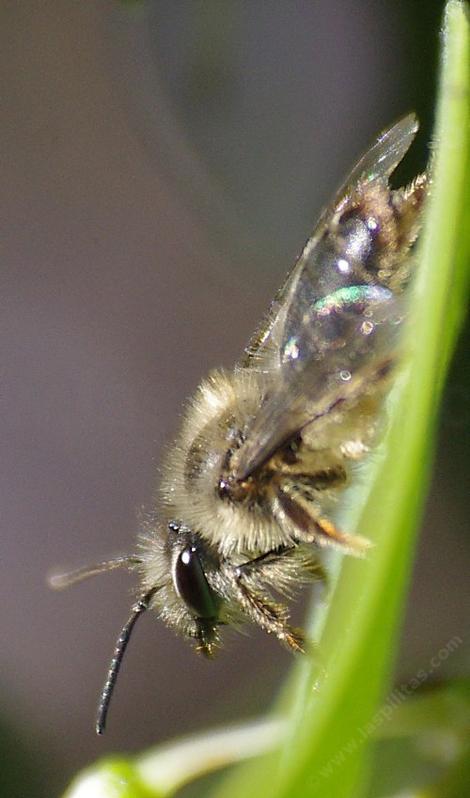 Andrena bee, is a great pollinator and lives in the ground and is called a mining bee or sand bee. - grid24_12