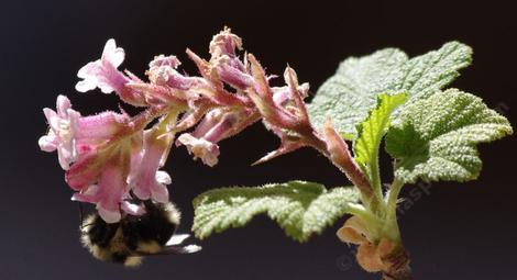 Bumblebee, Bombus melanopygus(edwardsii) on Ribes malvaceum - grid24_12