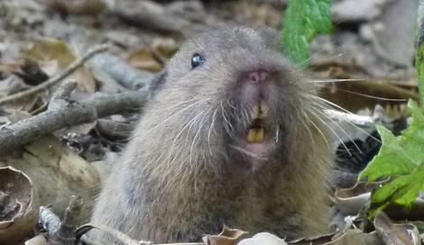 A Thomomys bottae, Pocket Gopher looking at the camera. - grid24_12