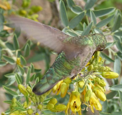Anna Hummingbirds love Bladderpod flowers. - grid24_12