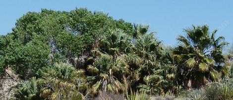 California Fan Palm (Washingtonia filifera) - grid24_12