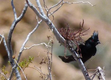 A Phainopepla checking for mistletoe berries - grid24_12