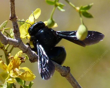 A female Arizona Carpenter Bee (Xylocopa californica arizonensis) bee on Creosote Bush - grid24_12