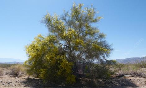 Cercidium floridum, Palo Verde, sometimes called Blue Palo Verde. Without the flowers this native has a blue smoky silhouette. One of the few plants with any height out in the desert.   - grid24_12