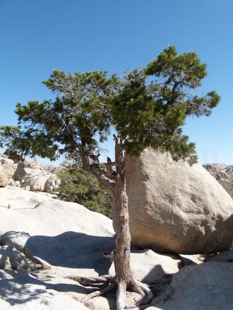 Pinus monophylla in the rocks at Joshua tree - grid24_12