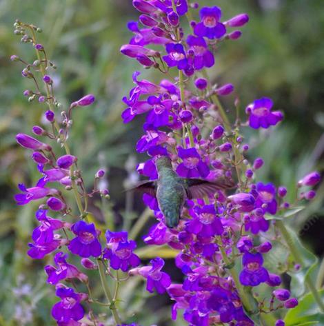 Penstemon spectablis, Showy Monkey flower with an Anna Hummingbird. Hard to beleive this used to be common in the Santa Monica Mtns, Los Angeles, Pasadena, Eagle Rock  and most of Southern California. - grid24_12