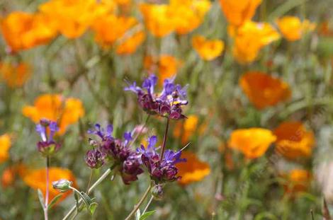Salvia Celestial Blue with California poppy. California flowers go well together.  - grid24_12