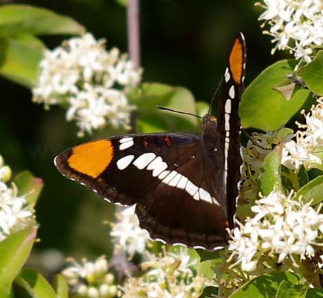 California Sister Butterfly, Adelpha bredowii californica on Cornus glabrata - grid24_12
