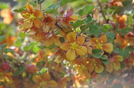 Fremontodendron californicum decumbens, Dwarf Flannel Bush makes a flower show - grid24_12