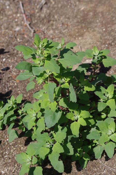 Goosefoot, Chenopodium album, is a common garden weed that is considered  edible. - grid24_12