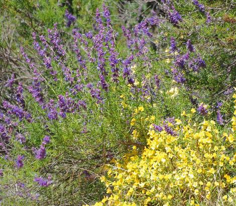 Woolly Blue Curls and Southern Monkey Flowers are both used by butterflies for nectar and larval food. These are some of the wildflowers of the chaparral. - grid24_12