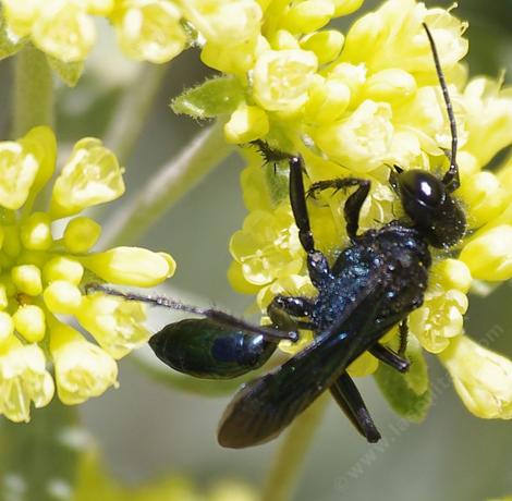 Prionyx is a Thread-waisted Wasp (Sphecidae). These wasps hunt grasshoppers which they bury with an egg. - grid24_12