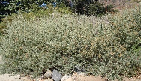 Brewer's Saltbush makes a decent hedge, but it smells like cat pee. Drive your nasty neighbor crazy? But it will also grow in Los Angeles or San Diego without any water in full sun. You like cats, right? - grid24_12