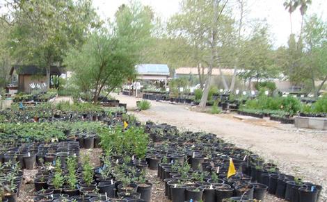 The public section of our Escondido plant nursery. All we grow are native plants. - grid24_12