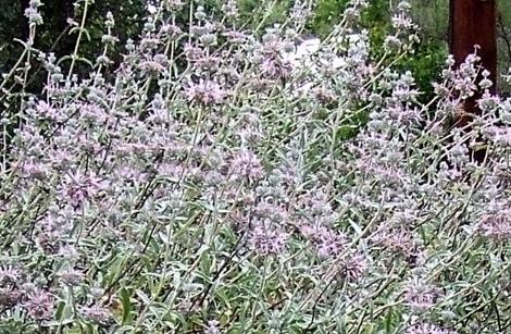 Purple Sage in Flower. Purple Sage is the biggest of the California sages. - grid24_12
