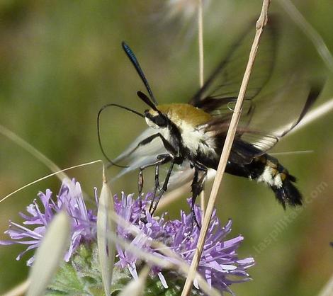 This Bumblebee Moth was working the flowers of Monardella villosa obispoensis. - grid24_12