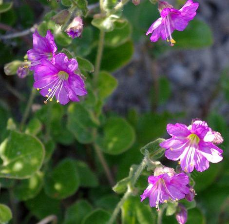 Mirabilis californica, wishbone flower. - grid24_12