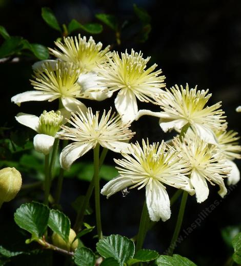 These Clematis were growing along the trail on top of Cuesta Ridge.climbing over Cercocarpus betuloides. - grid24_12